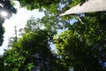 Looking up to the tree top in tropical forest Royalty Free Stock Photo