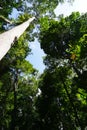 Looking up to the tree top in tropical forest Royalty Free Stock Photo