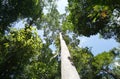 Looking up to the tree top in tropical forest Royalty Free Stock Photo