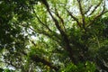 Looking up to the tree top in tropical forest Royalty Free Stock Photo