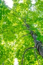 View of tree tops from below Royalty Free Stock Photo