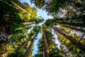 Looking up to the Trees, Olympic National Forest Royalty Free Stock Photo