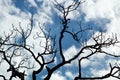 Gnarly pine branches against clouds and blue sky