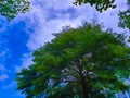 Looking up top trees and blue sky. Royalty Free Stock Photo