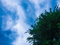 Looking up top trees and blue sky. Royalty Free Stock Photo