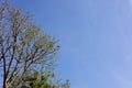 Looking Up Top Trees The Blue Sky Royalty Free Stock Photo