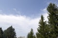 Looking up at the tops of fir and pine trees against a deep blue summer sky with two small white clouds, leaving room for text. Royalty Free Stock Photo