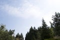 Looking up at the tops of fir and pine trees against a deep blue summer sky with two small white clouds, leaving room for text. Royalty Free Stock Photo