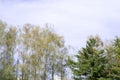 Looking up at the tops of fir and pine trees against a deep blue summer sky with two small white clouds, leaving room for text. Royalty Free Stock Photo