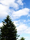 Looking up tops of pine tree branches green nature abstract background Royalty Free Stock Photo