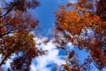 Tops of trees with brightly colored leaves against blue sky