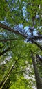 Looking up towards canopy of Bavarian Germany European forest