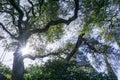 Looking up towards the sky from under a large old coastal live oak tree, Cambria, California Royalty Free Stock Photo