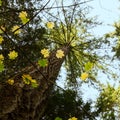 Looking up towards the top of a evergreen tree through deciduous leaves; Royalty Free Stock Photo