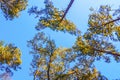 Looking up towards the top of pine trees Royalty Free Stock Photo