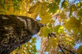 Looking up the tree bark at a yellow maple leaf tree with fall colors Royalty Free Stock Photo