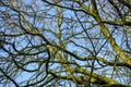 Looking up tree, green bark on branches, against clear winter sky Royalty Free Stock Photo