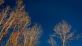 Looking up tree tops against bright blue sky. Royalty Free Stock Photo