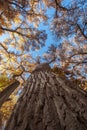 Looking up a tree trunk at the brightly colored canopy of a thicket of cottonwood trees Royalty Free Stock Photo