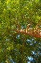 Looking up at a tree trunk in the crown