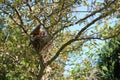 Looking up in a tree at two baby Robins waiting to be fed, guarded by a male Robin Royalty Free Stock Photo