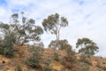 Looking up a treed embankment towards a blue cloudy sky Royalty Free Stock Photo