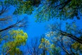 Looking up at trees with a blue sky in the background