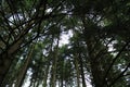 Looking up through the trees at brechfa forest Royalty Free Stock Photo