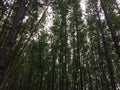 Looking up at trees in nature forest Royalty Free Stock Photo