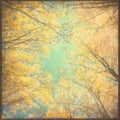 Fall tree tops and sky. Square background. Royalty Free Stock Photo