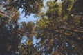 Looking up on trees. Sunny evening light and blue sky, good weather and warm colors Royalty Free Stock Photo