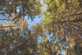 Looking up on trees. Sunny evening light and blue sky, good weather and warm colors Royalty Free Stock Photo