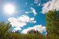 Looking up on trees. Sunny weather, warm light and blue sky, bright colors. Background backdrop wallpaper with free copy space for