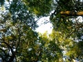 Looking up through the treetops. Beautiful natural frame of foliage against the sky. Copy space