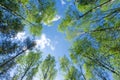 Looking up through the treetops. Beautiful natural frame of foliage against the sky. Copy space.Green leaves of a tree against the