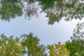 Looking up through the treetops. Beautiful natural frame of foliage against the sky. Copy space.Green leaves of a tree against the