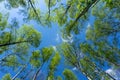 Looking up through the treetops. Beautiful natural frame of foliage against the sky. Copy space.Green leaves of a tree against the