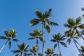 Looking up at tropical palm trees against a blue sunny sky Royalty Free Stock Photo