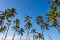 Looking up at tropical palm trees against a bright blue sunny sky Royalty Free Stock Photo