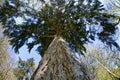 Looking up the trunk of a Douglas Fir tree. Pseudotsuga menziesii