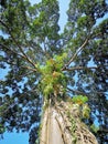 Looking up the trunk of a giant rainforest tree, Tree shade green leaves, north of thailand