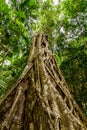 Looking up the trunk of a giant rainforest tree to the canopy Royalty Free Stock Photo