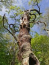 Looking up the trunk of a gnarled, twisted, oak tree