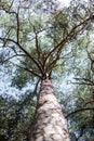 Looking up, trunk leading to the sky