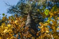 Looking Up The Trunk Of Pine Tree, The Bright Crown Of Green, Yellow And Golden Leaves. Autumn Colors, Change Of Seasons Concept. Royalty Free Stock Photo