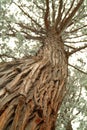 Looking up the trunk of a tall pine tree Royalty Free Stock Photo