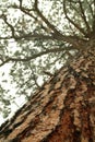 Looking up the trunk of a tall pine tree