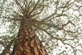 Looking up the trunk of a tall pine tree