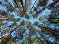 looking up at the trunks and crowns of young pines in green foliage against a blue sky