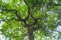 Twisted Branches of a Large Oak Tree Canopy with Green Leaves Royalty Free Stock Photo